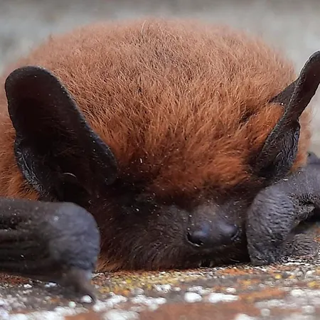 La Petite Taupe - D'hotes Bed & Breakfast