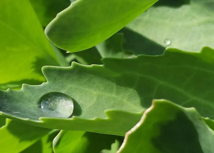 Couette-café La Petite Taupe - D'hôtes