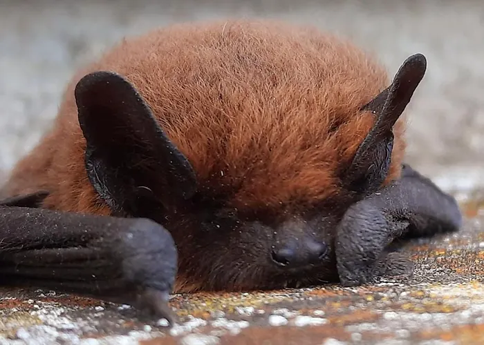 La Petite Taupe - D'hotes Nocleg ze śniadaniem