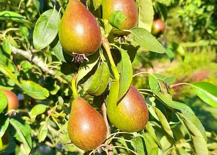 La Petite Taupe - D'hôtes Couette-café 3*